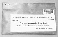 Lepraria caesioalba image